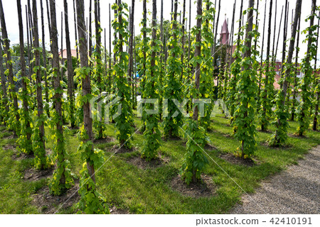 Traditional hop field in Zatec town. Czech Republ Traditional hop field in Zatec town. Czech Republ 42410191