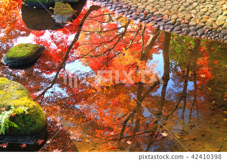 Autumn leaves of Otaku Park 42410398