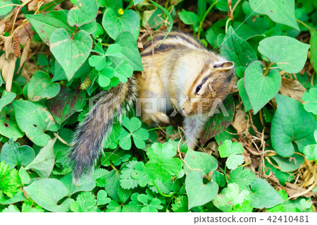 Risu Monogatari 42410481