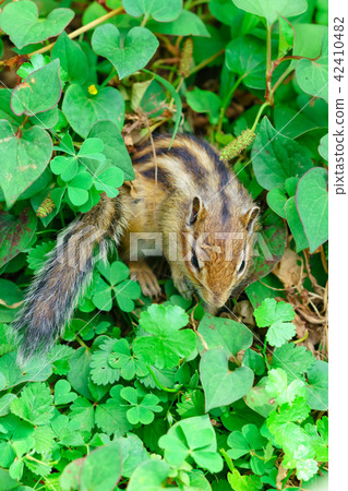 Risu Monogatari 42410482