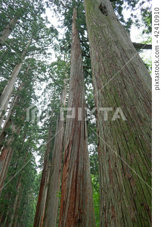 Cedar trees of Togakushi Shrine Okusha Shrine road (1) 42410910