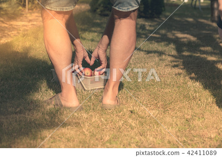 Legs and hands man who is pick up the apples 42411089