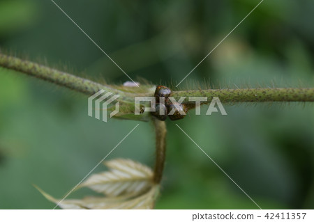 Marukomushi 42411357