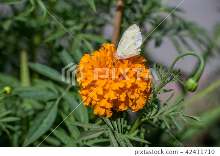 Marigold flower and butterfly 42411710