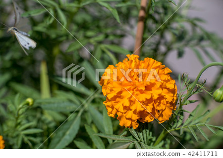 Marigold flower and butterfly Marigold flower and butterfly 42411711