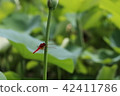 Kyoto [Red dragonfly at Mimuro Toji Temple] 42411786