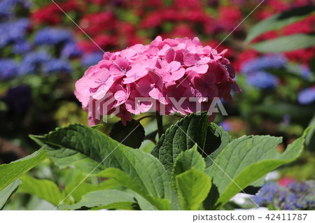 京都[三室寺的繡球花] 42411787