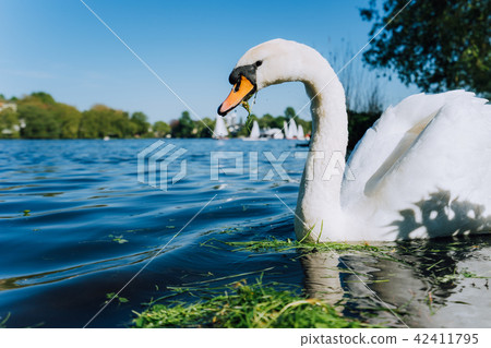 white grace swanon Alster lake on a sunny day in Hamburg 42411795