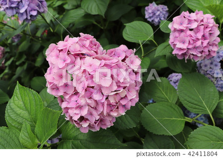 Kyoto [Heart hydrangea of Mimuro Toji] 42411804