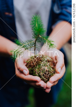 Female hand holding sprout wilde pine tree in front in nature green forest. Earth Day save Female hand holding sprout wilde pine tree in front in nature green forest. Earth Day save 42412198