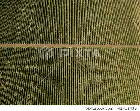Aerial top view from drone to vineyard 42412439