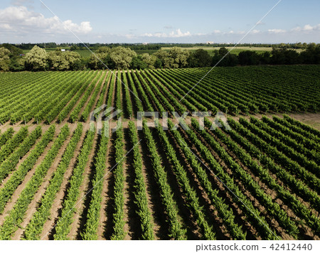 Aerial top view from drone to vineyard Aerial top view from drone to vineyard 42412440
