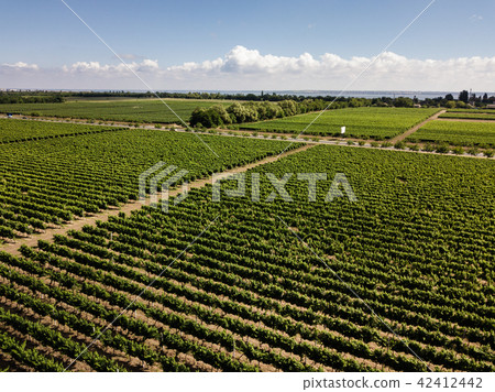 Aerial top view from drone to vineyard Aerial top view from drone to vineyard 42412442