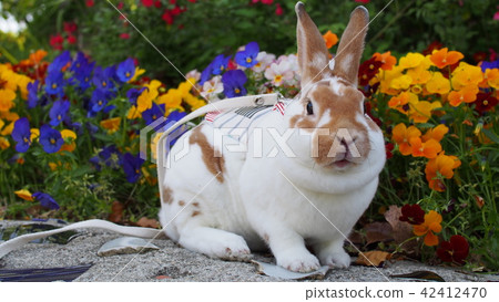 Usagi and flower 6 42412470