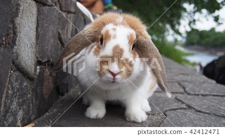 Used face of the rabbit Used face of the rabbit 42412471