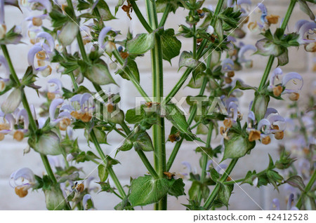 Clary sage 42412528