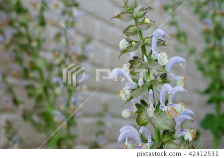 Clary sage 42412531