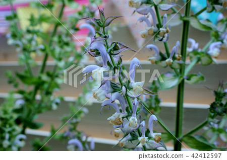 Clary sage 42412597