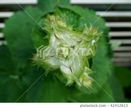 鼠尾草 鼠尾草 42412613