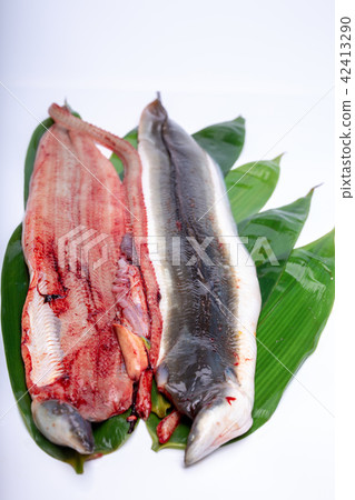 Opening eel 42413290