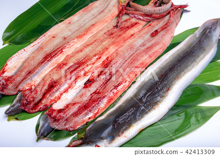 Opening eel 42413309