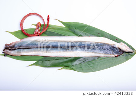 Opening eel Opening eel 42413338