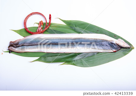 Opening eel 42413339