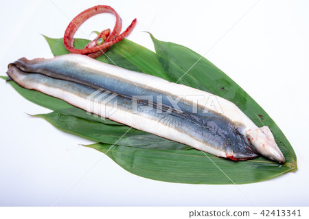 Opening eel 42413341