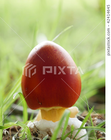 Landscape plant mushroom photo The appearance of Tamagodake! The eggs broke and the mushrooms came out Landscape plant mushroom photo The appearance of Tamagodake! The eggs broke and the mushrooms came out 42414645