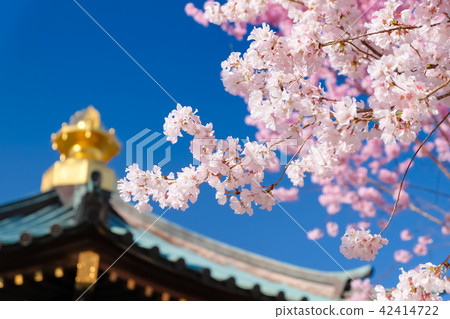 Sakura-shi Gakuin Cherry Blossoms and Sho Murasaki 42414722