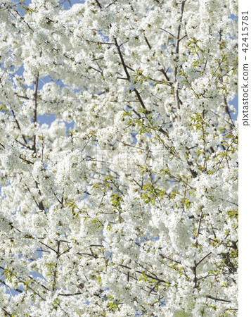 Cherry blossom white flowers as floral pattern 42415781