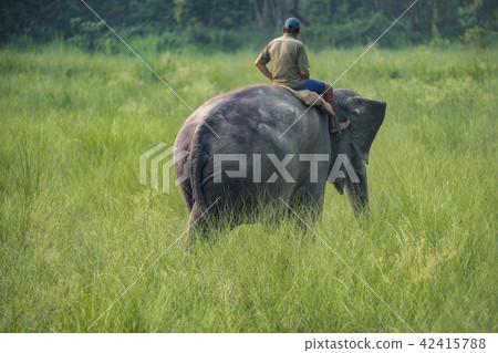 Mahout or elephant rider riding a female elephant 42415788