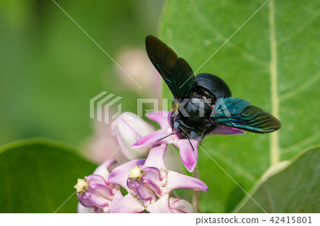 Xylocopa valga or carpenter bee on Apple of Sodom Xylocopa valga or carpenter bee on Apple of Sodom 42415801
