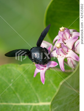 Xylocopa valga or carpenter bee on Apple of Sodom Xylocopa valga or carpenter bee on Apple of Sodom 42415802