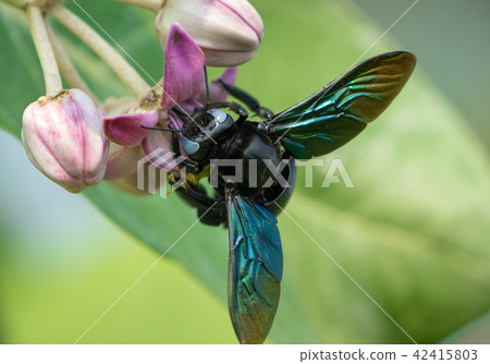Xylocopa valga or carpenter bee on Apple of Sodom 42415803