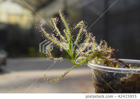 sundew carnivorous plant drosera indica sundew carnivorous plant drosera indica 42415955