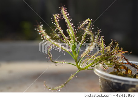 sundew carnivorous plant drosera indica sundew carnivorous plant drosera indica 42415956