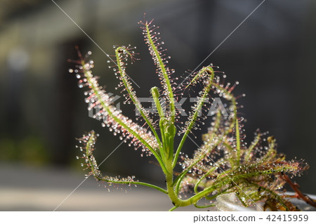 sundew carnivorous plant drosera indica sundew carnivorous plant drosera indica 42415959