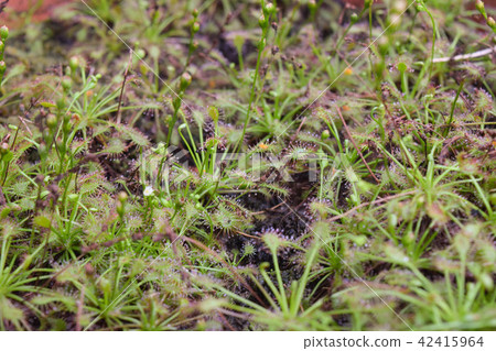 sundew carnivorous plant drosera intermedia 42415964