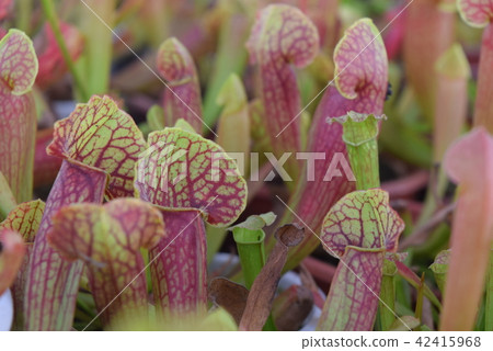 圖庫照片: pitcher carnivorous plant sarracenia on nursery 查看