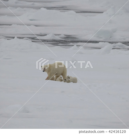 Polar bear walking in an arctic. Polar bear walking in an arctic. 42416120