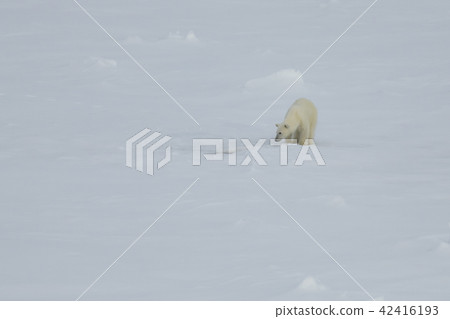 Polar bear walking in an arctic. Polar bear walking in an arctic. 42416193