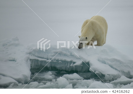 Polar bear walking in an arctic. 42416262