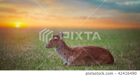Group rutting red deer Group rutting red deer 42416490