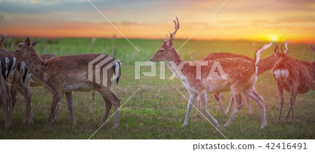 Group rutting red deer Group rutting red deer 42416491