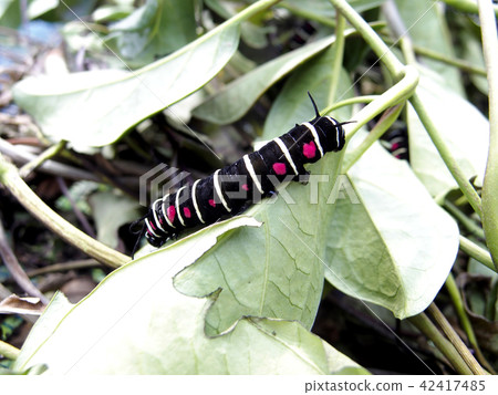 Caterpillar larva 42417485