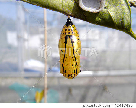 Pupa of Stag beetle Pupa of Stag beetle 42417486