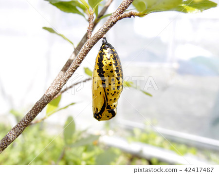 Pupa of Stag beetle 42417487