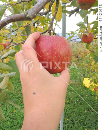 Harvesting of apples Harvesting of apples 42421678