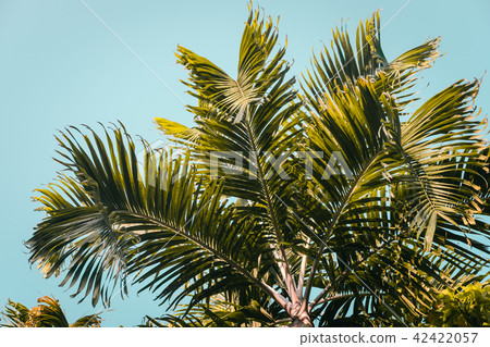 Green palm trees, clear blue sky 42422057